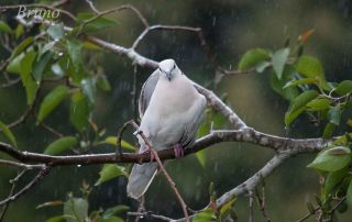 relaxing raining on a dove having a bath in a beautiful garden.