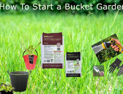 Bucket Garden Blog