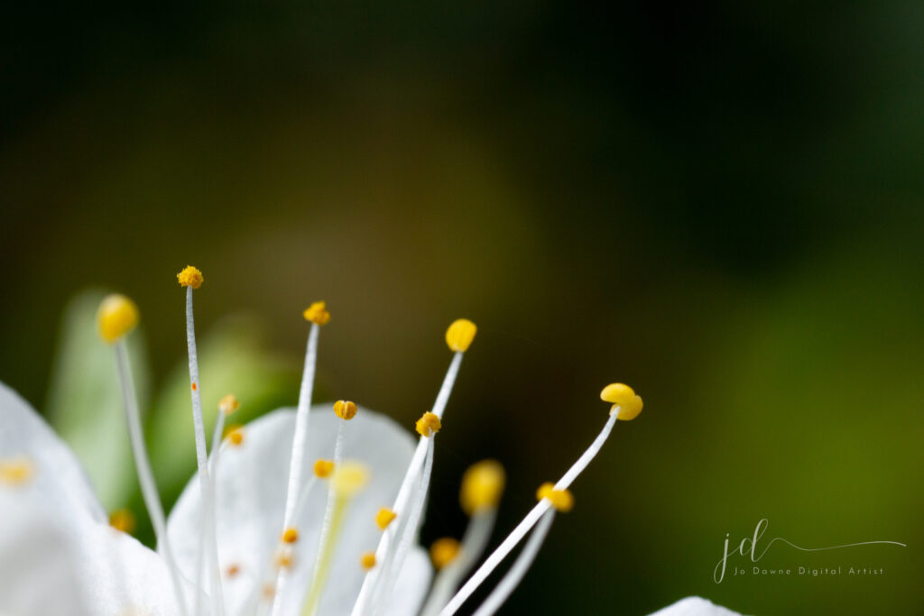 Stock photo macro flower